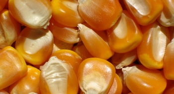 Conab comprará sementes de milho em Minas Gerais